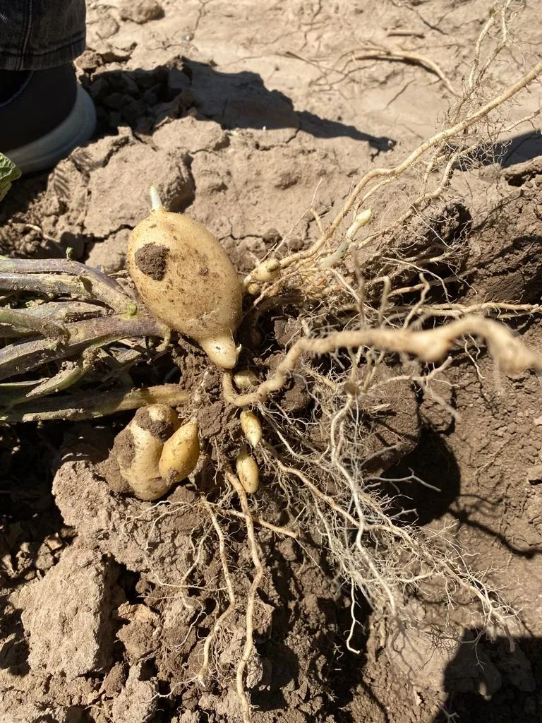 ​​​​​​​مشروع الخضروات الفصلية بتربه سبيه يحقق النجاح ولجنة اقتصاد المرأة تدرس زيادة إنتاج البطاطا