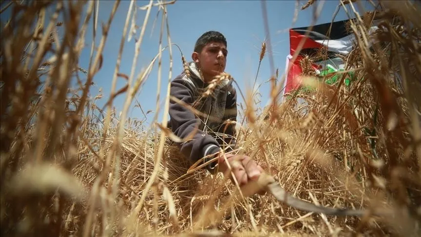 ​​​​​​​تغيّر المناخ يؤرق مزارعي غزة: المزارع وحيداً في مواجهة خسائر مركبة