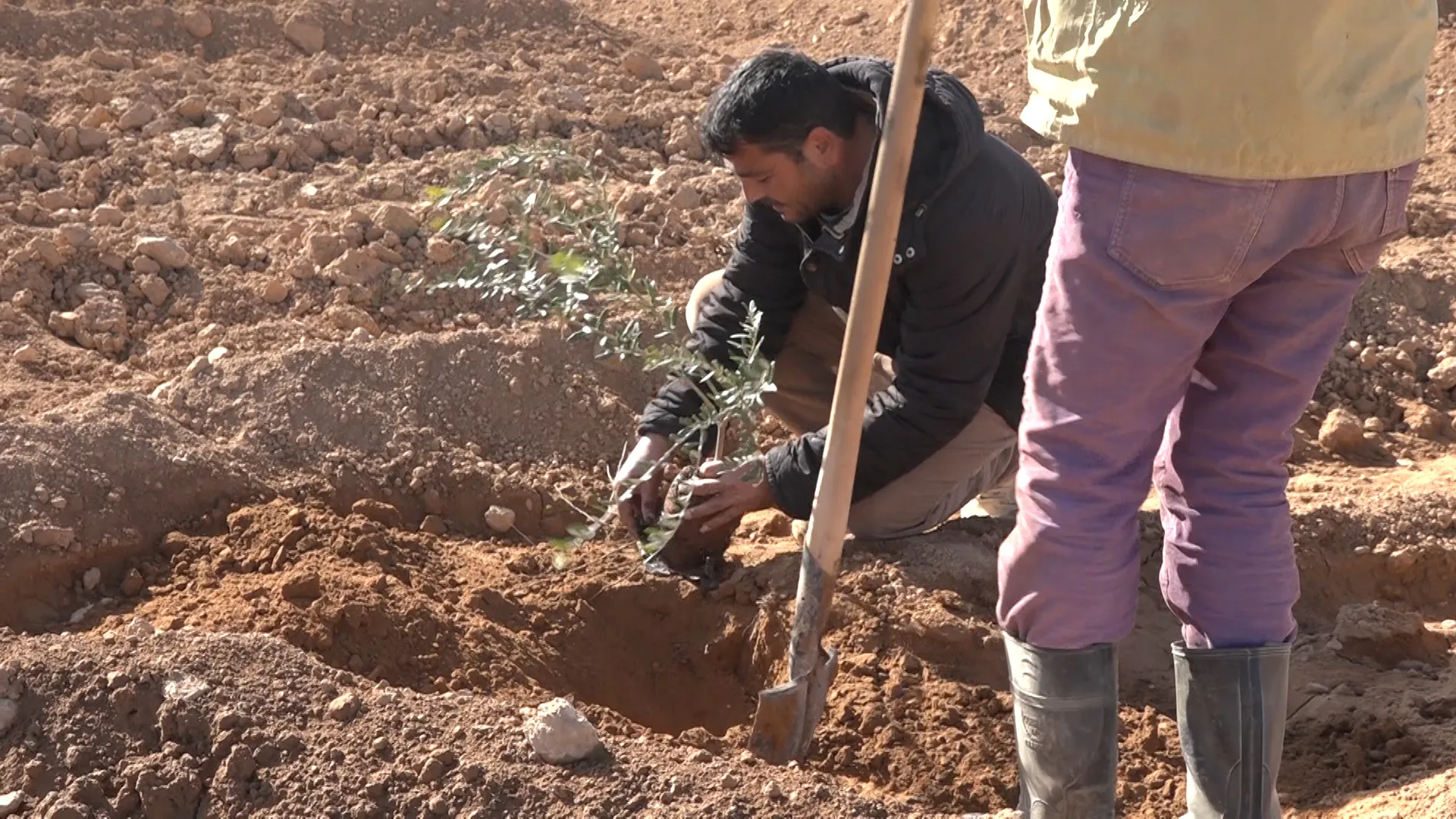 ​​​​​​​شركة التطوير الزراعي في الطبقة تطلق مشروع زراعة 23000 غرسة زيتون في المنطقة