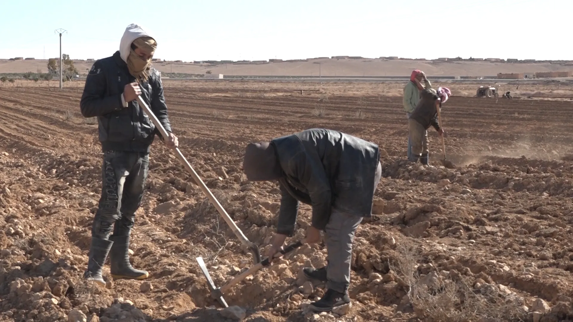 ​​​​​​​شركة التطوير الزراعي في الطبقة تطلق مشروع زراعة 23000 غرسة زيتون في المنطقة