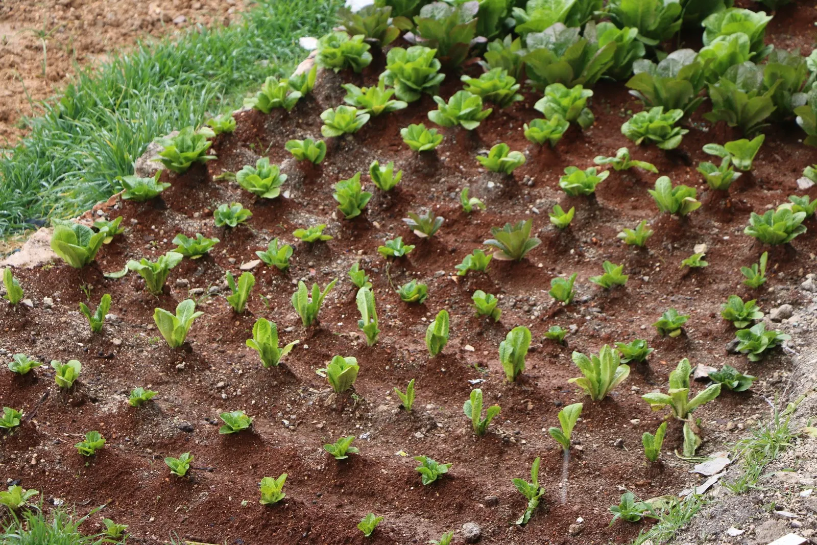 يحولون أسطح المنازل إلى حقول زراعية.. هكذا يواجه سكان الشيخ مقصود الحصار