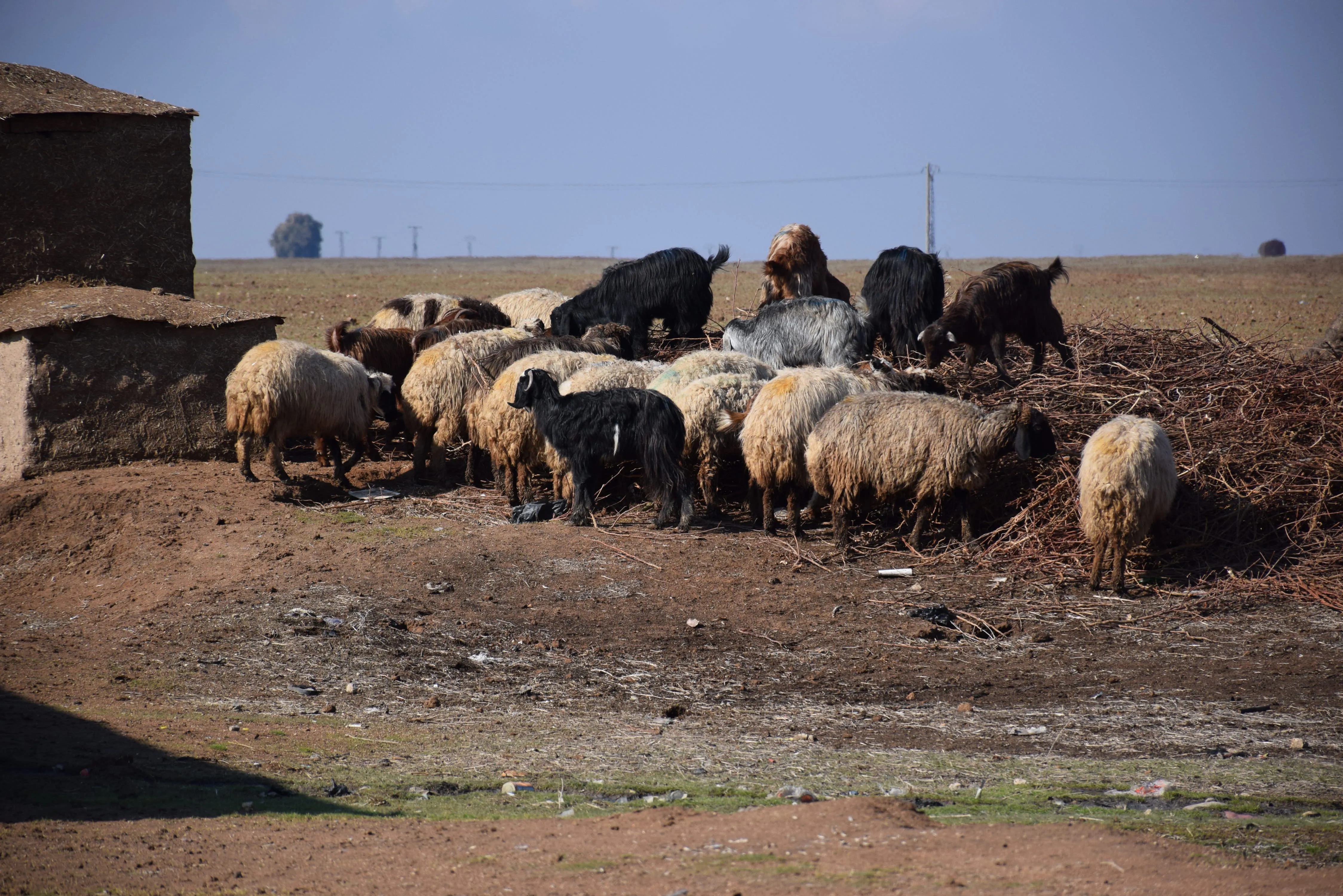 ​​​​​​​مربو الماشية يستبشرون خيراً بعد الهطولات الثلجية والمطرية الأخيرة