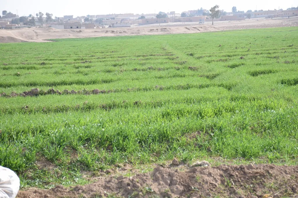 مطالب للمزارعين بزيادة الدعم وهيئة الزراعة تؤكد على تكثيفها دعم القمح بالدرجة الأولى