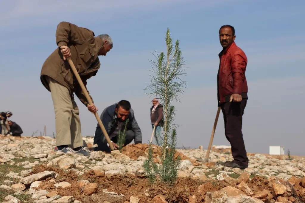 ​​​​​​​بهدف إنشاء غابة.. البدء بحملة تشجير جنوب مدينة كوباني