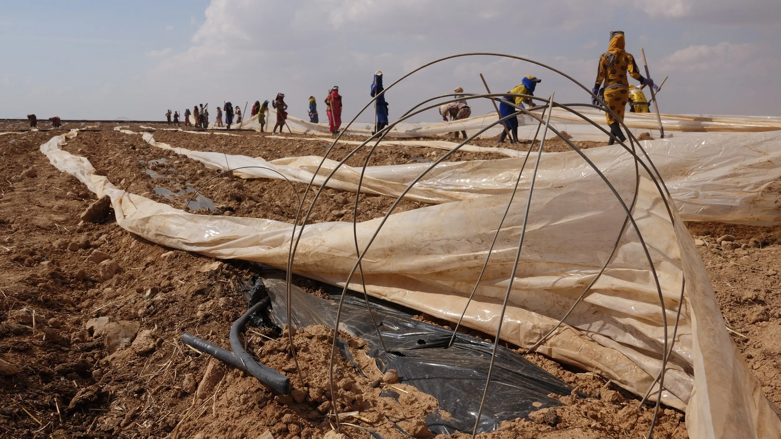 دعم الإدارة الذاتية دفع المزارعين لتنويع زراعاتهم.. 25 ألف دونم في الطبقة لزراعة الخضار الصيفية