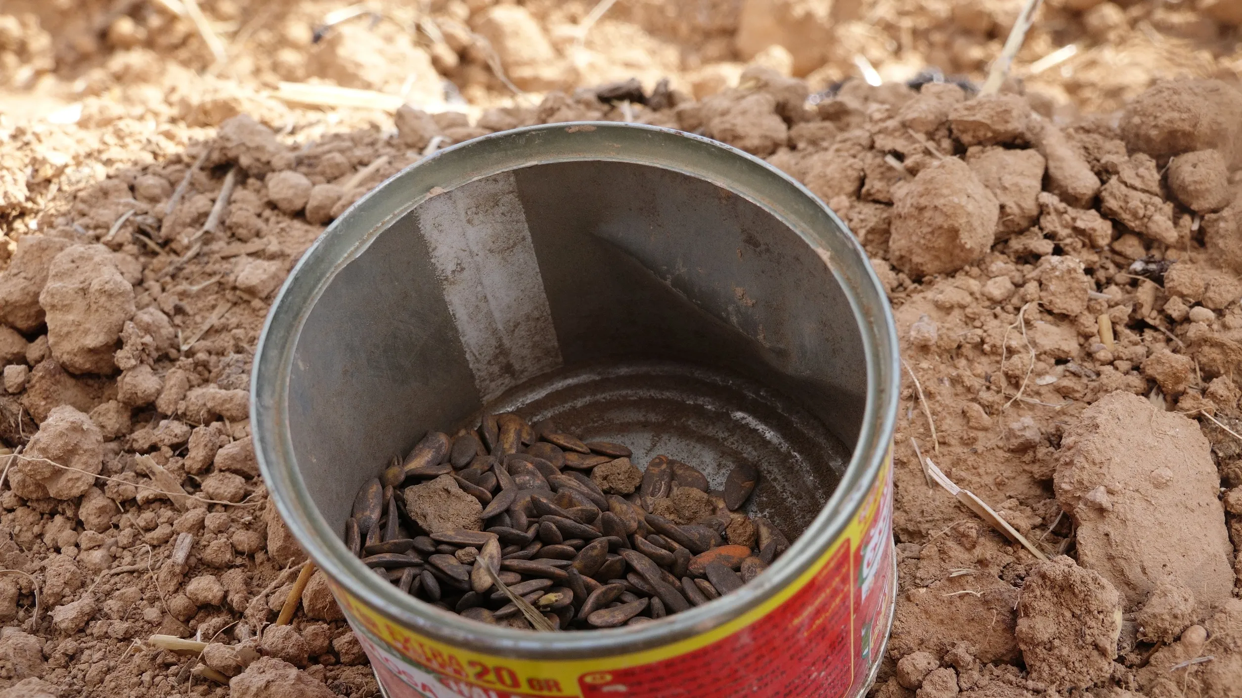 دعم الإدارة الذاتية دفع المزارعين لتنويع زراعاتهم.. 25 ألف دونم في الطبقة لزراعة الخضار الصيفية