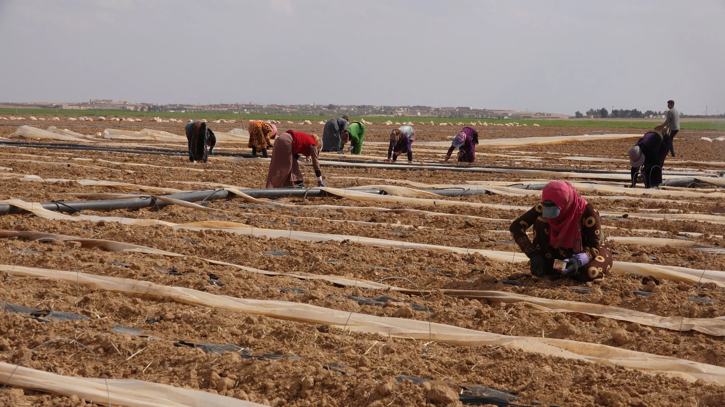 دعم الإدارة الذاتية دفع المزارعين لتنويع زراعاتهم.. 25 ألف دونم في الطبقة لزراعة الخضار الصيفية