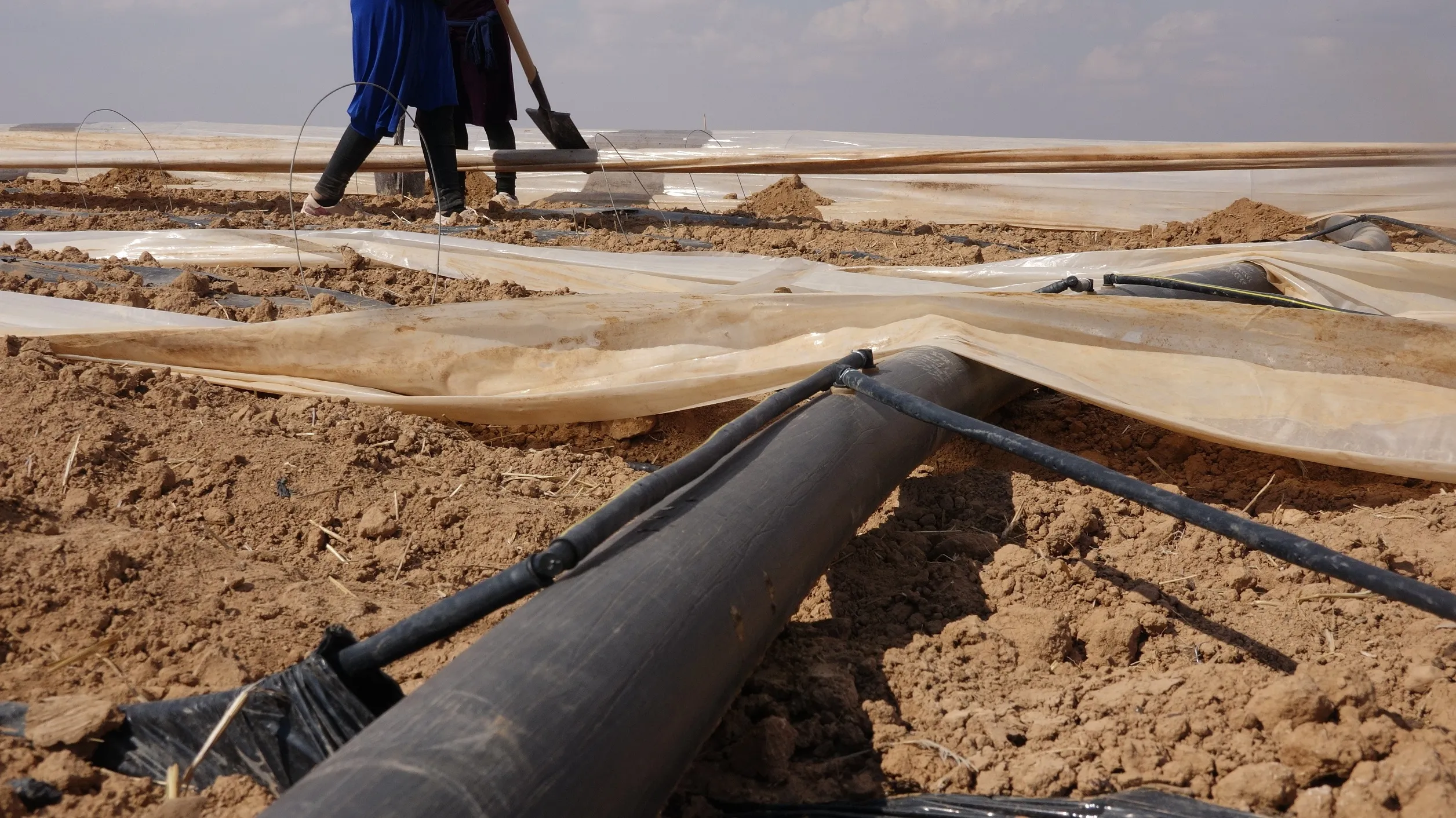 دعم الإدارة الذاتية دفع المزارعين لتنويع زراعاتهم.. 25 ألف دونم في الطبقة لزراعة الخضار الصيفية