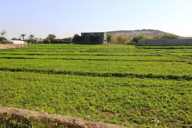 رغم الصعوبات وقلة الإمكانات لجنة الزراعة بدير الزور تقدم الدعم للمزارعين