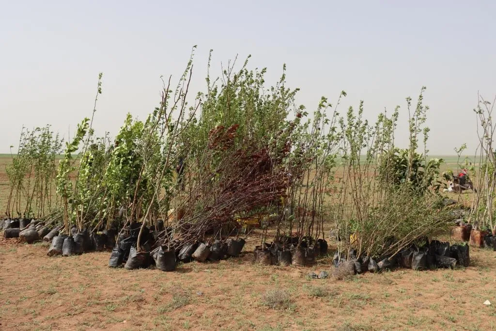 ​​​​​​​مؤتمر ستار في الدرباسية وحلب يستذكر الأم عويش