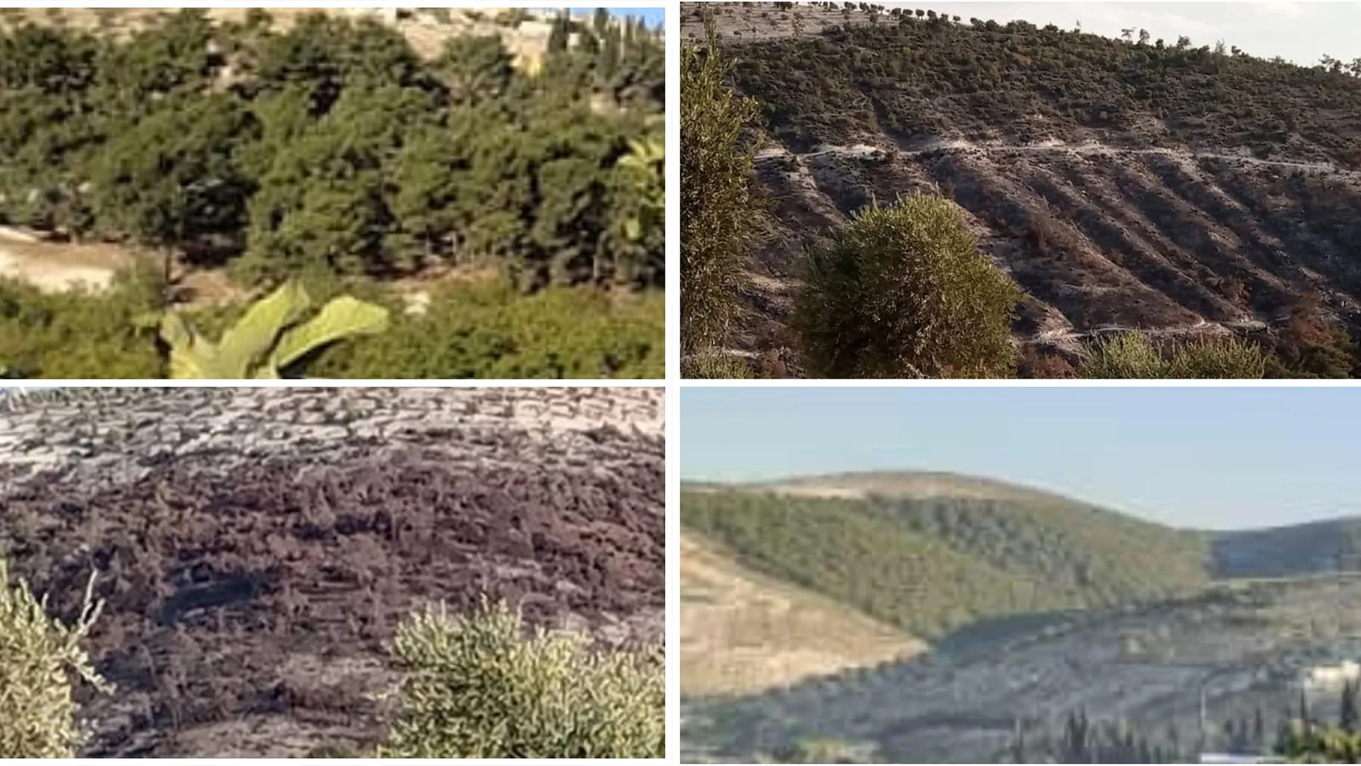 ANHA تحصل على صور جديدة  توضح جرائم الاحتلال التركي بحق الطبيعة في عفرين المحتلة