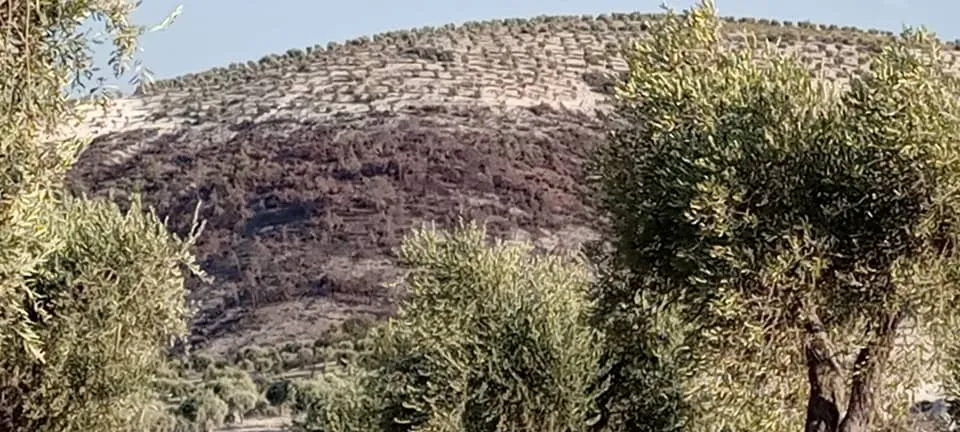 ANHA تحصل على صور جديدة  توضح جرائم الاحتلال التركي بحق الطبيعة في عفرين المحتلة
