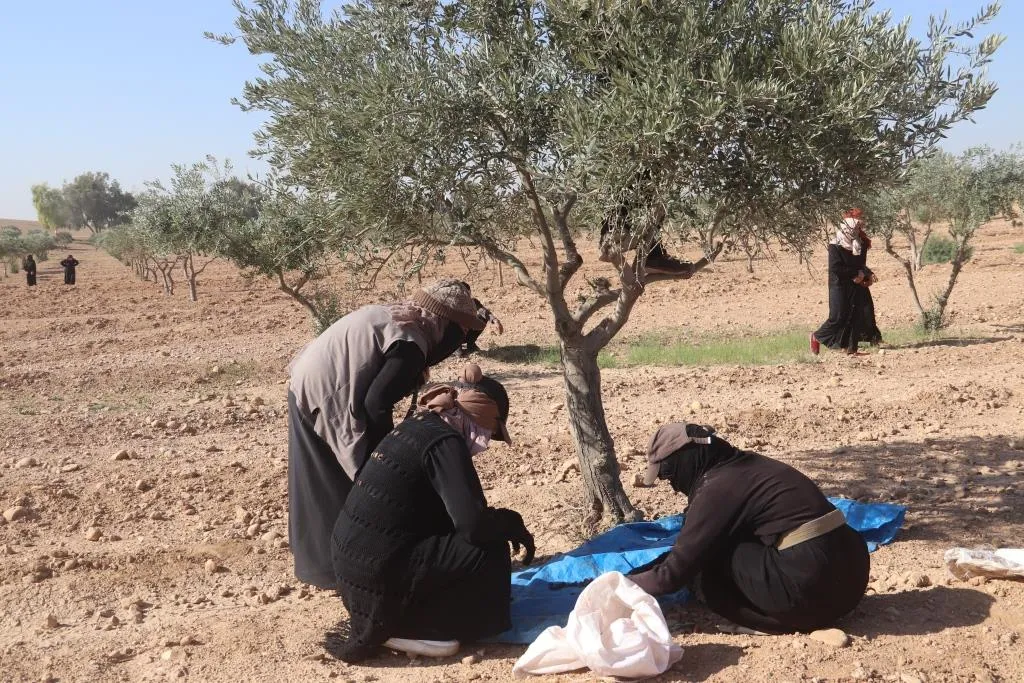 ​​​​​​​دعماً لاقتصاد المرأة تجمع نساء زنوبيا يباشر بجني محصول الزيتون في الرقة