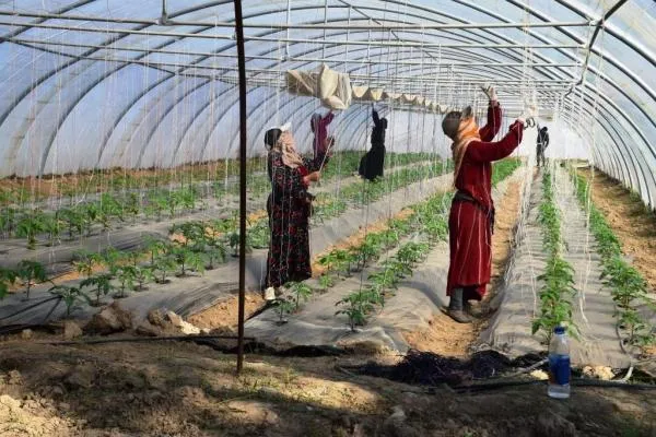 مشروع زراعي ناجح يشكل بداية لانتشار واسع للبيوت البلاستيكية في الرقة