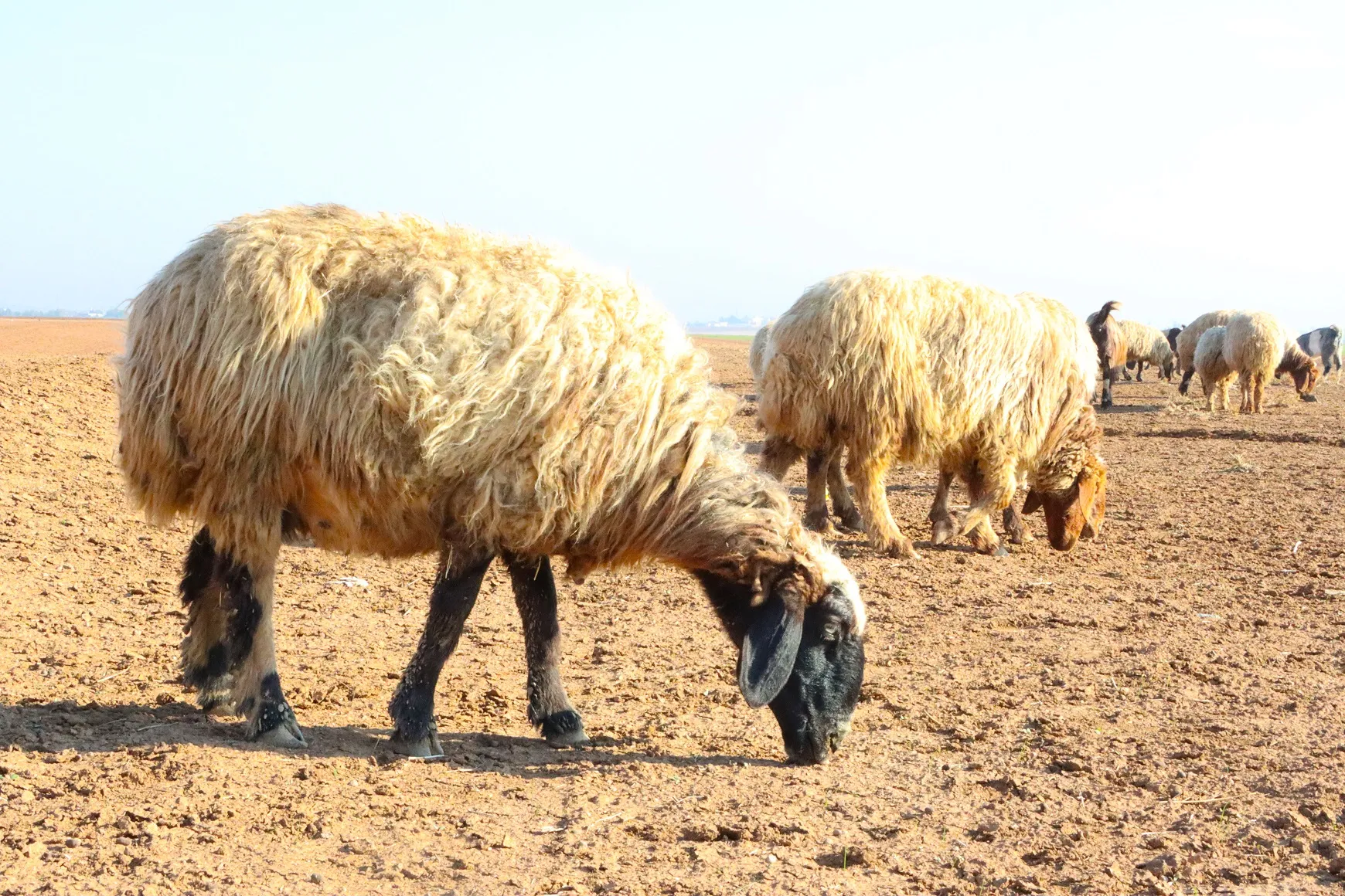 "الثروة الحيوانية" تقدم عشرات آلاف الأطنان من العلف ومئات آلاف اللقاحات لمربي الماشية