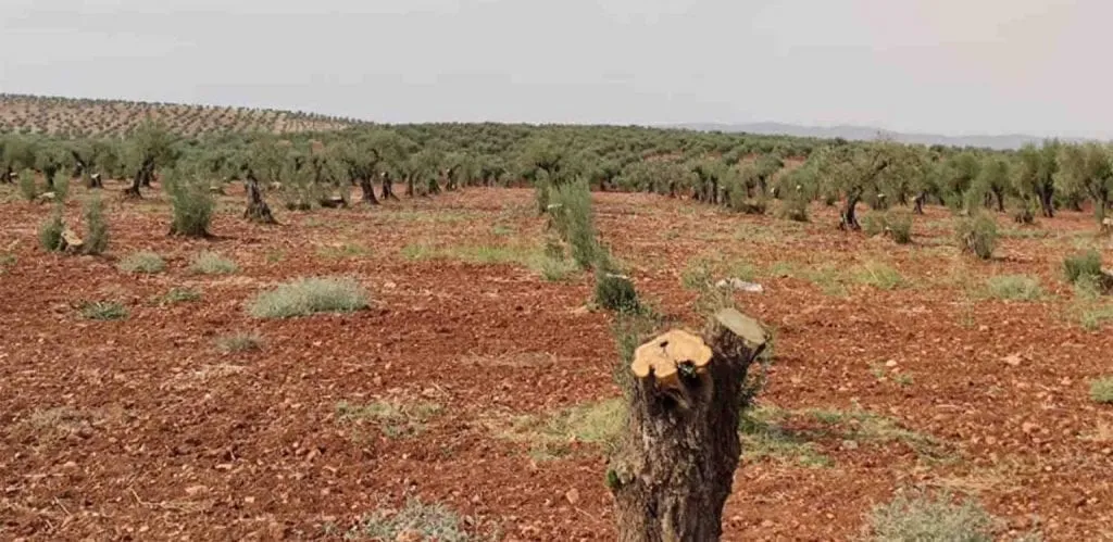 بالفيديو.. مرتزقة الاحتلال التركي يقطعون أشجار الزيتون في جندريسه