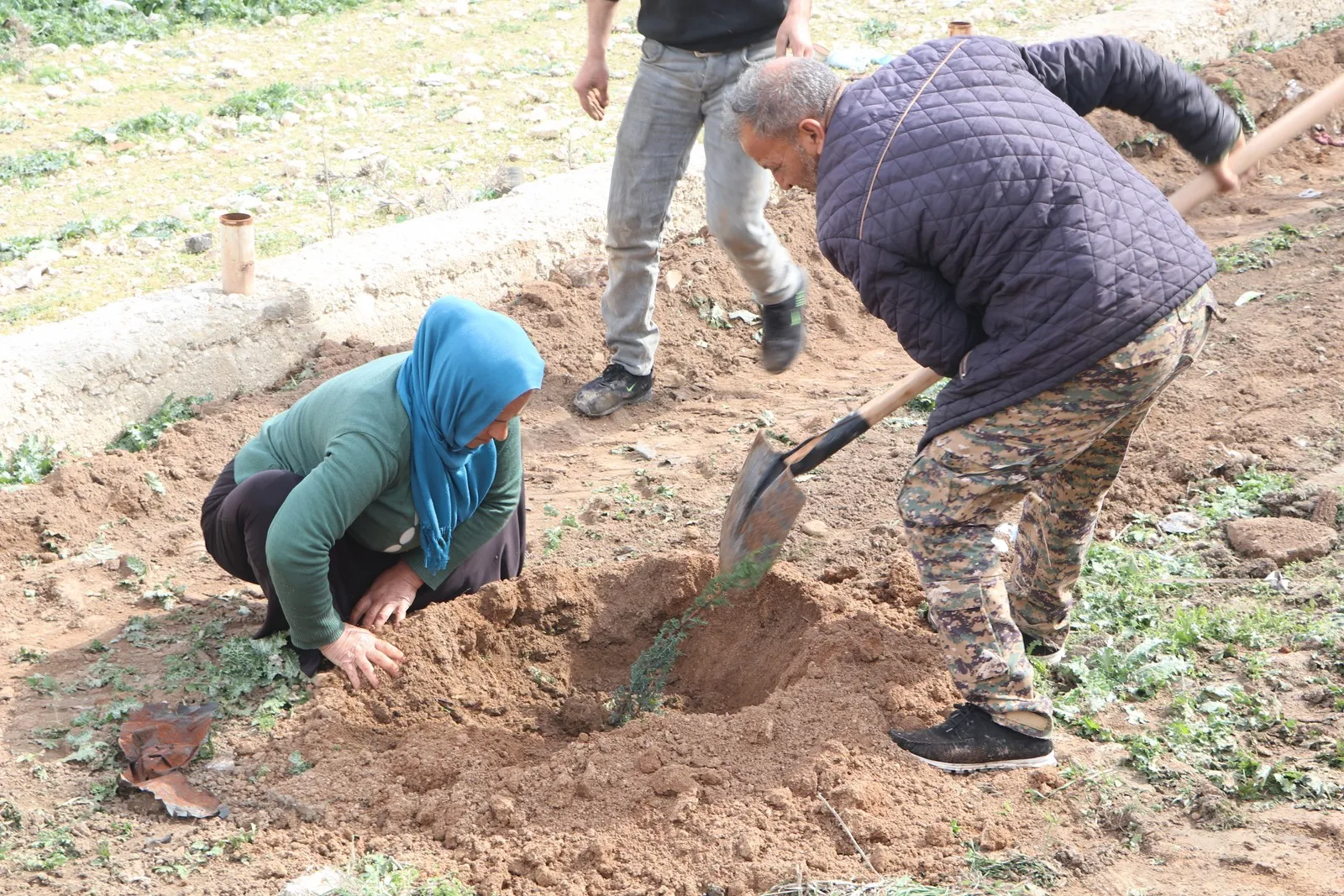 لزيادة المساحات الخضراء.. زراعة نحو 8 آلاف غرسة في مقاطعة الشهباء