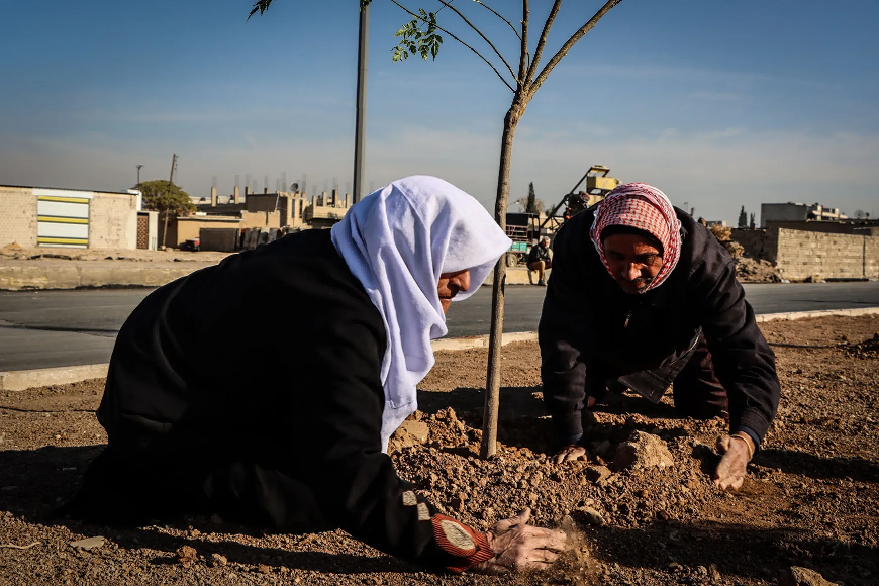 عشرات الآلاف من الأشجار ستزرع في إقليم الجزيرة
