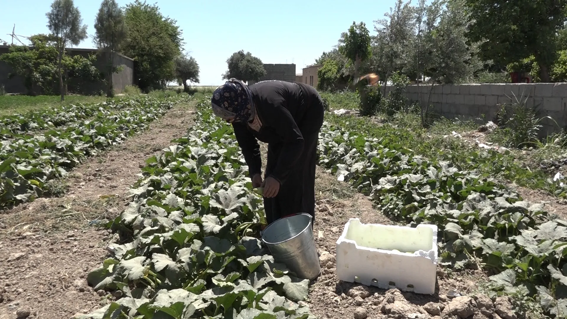 أسواق شمال وشرق سوريا تُرفد بالخضروات المحلية