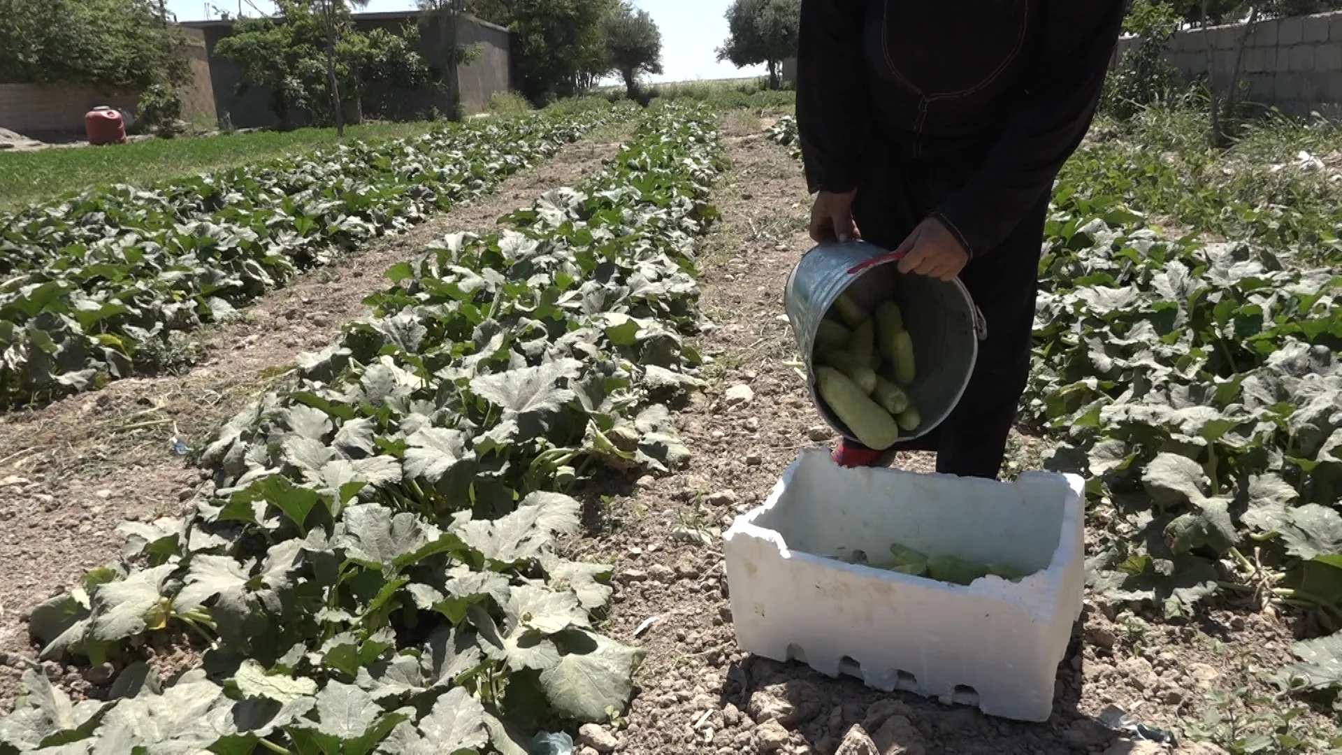 أسواق شمال وشرق سوريا تُرفد بالخضروات المحلية