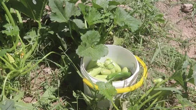 أسواق شمال وشرق سوريا تُرفد بالخضروات المحلية