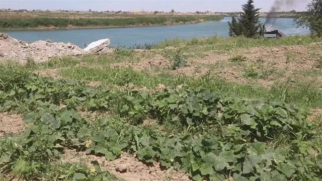 أسواق شمال وشرق سوريا تُرفد بالخضروات المحلية