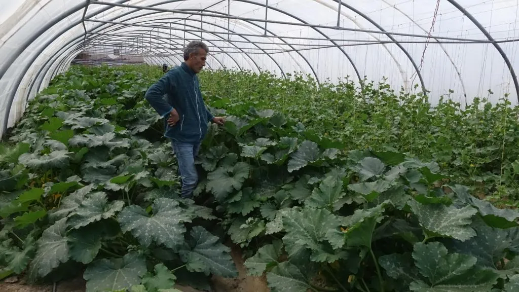 أسواق شمال وشرق سوريا تُرفد بالخضروات المحلية