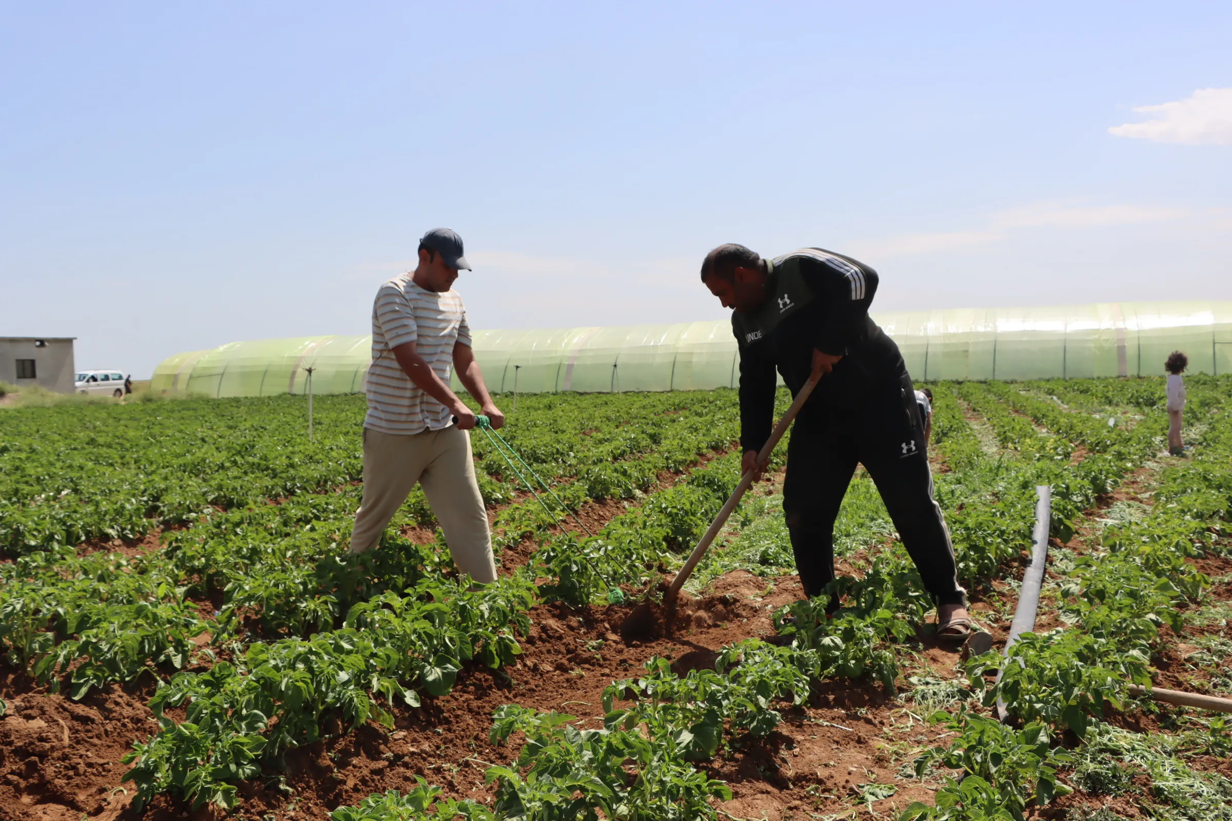 ​​​​​​​جمعية تعاونية زراعية في عامودا تحقق لمساهميها الاكتفاء الذاتي من الغذاء وفرص عمل