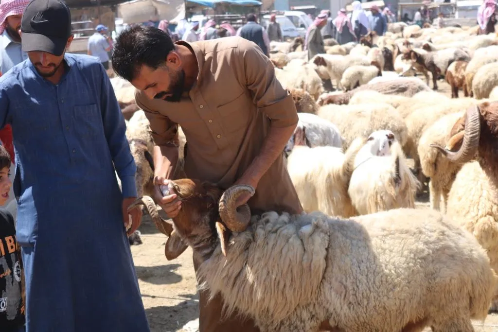 الإقبال على شراء المواشي مع حلول عيد الأضحى