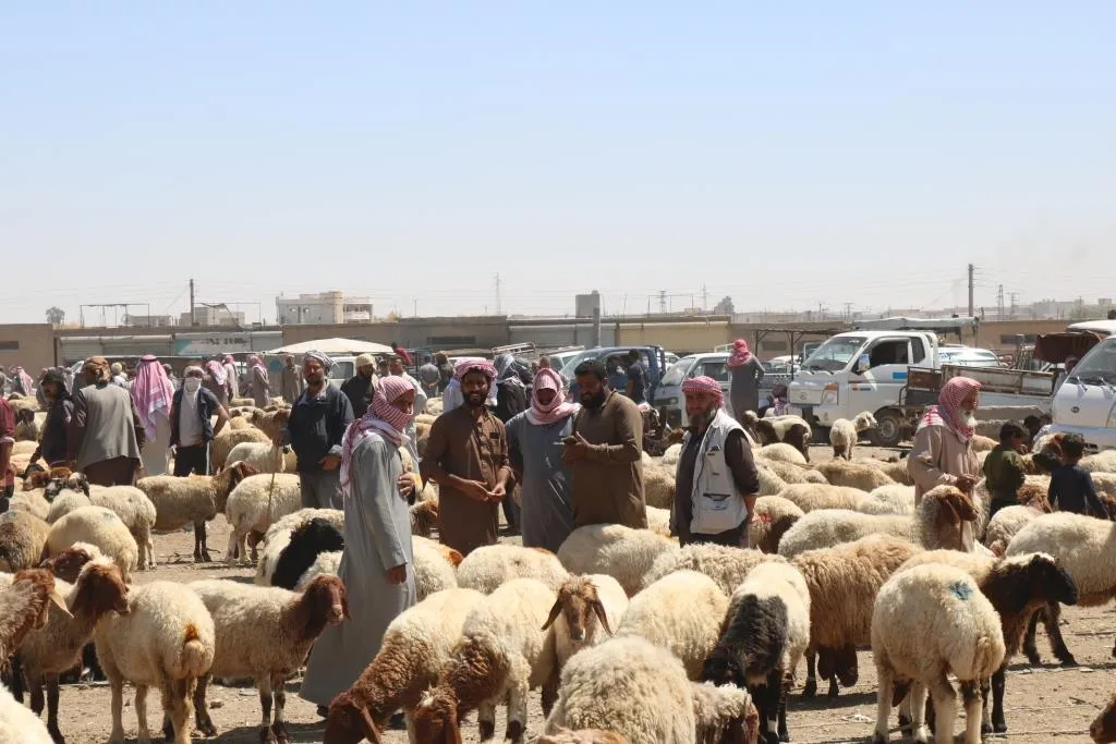 الإقبال على شراء المواشي مع حلول عيد الأضحى