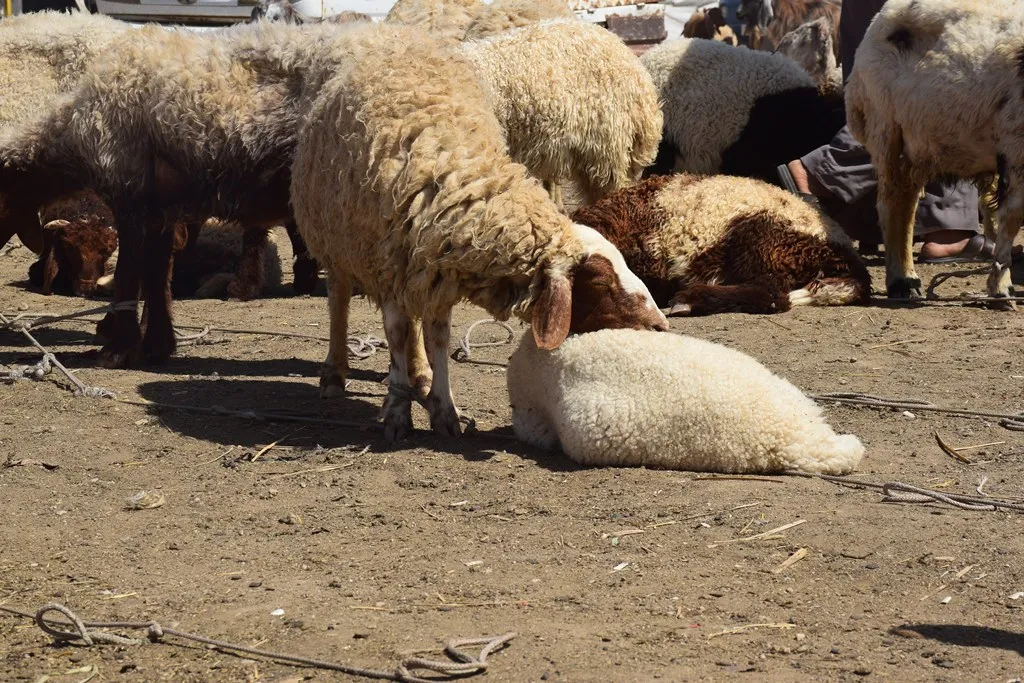 الإقبال على شراء المواشي مع حلول عيد الأضحى