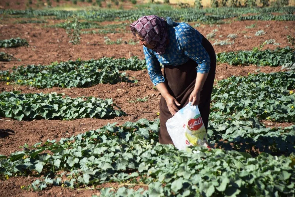 زراعة الخضروات البعلية سبيل لتحقيق الاكتفاء الذاتي