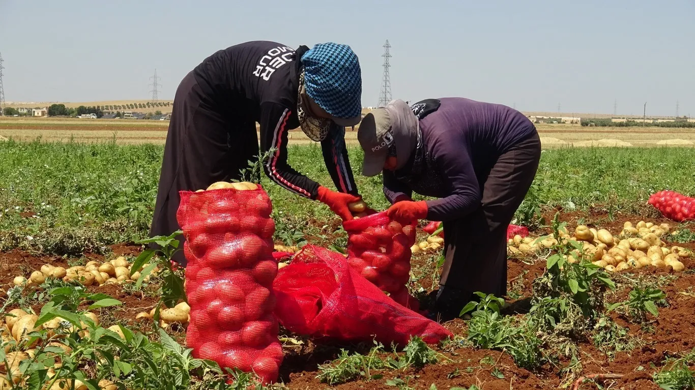 ​​​​​​​مهجرو عفرين يعملون في مختلف المهن والأعمال لإعالة أنفسهم