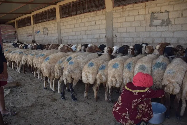 مشروع اقتصاد المرأة لتربية الماشية يحقق تطوراً في الكم