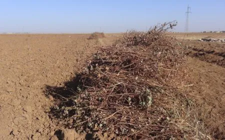 أعواد القطن.. الحلّ البديل هذا العام للتدفئة في الشتاء لجانب الخَبْز