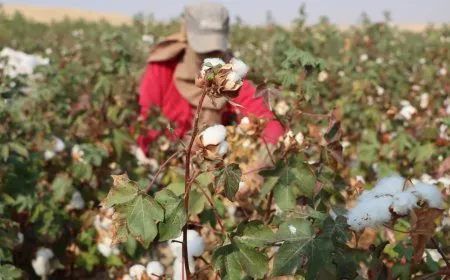 مزارعو القطن يواجهون أسعاراً تختلف عن المحددة ويطالبون بالمراقبة
