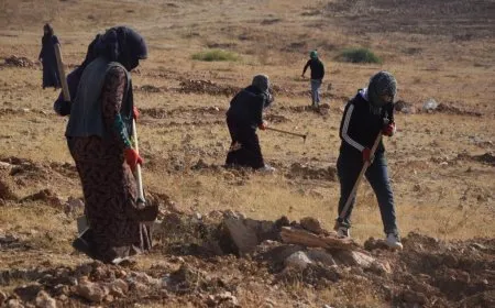 زراعة بذار ألفي شجرة بلوط في كوباني