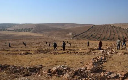 زراعة بذار ألفي شجرة بلوط في كوباني
