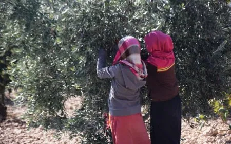 قطاف الزيتون وعصره في إقليم الفرات