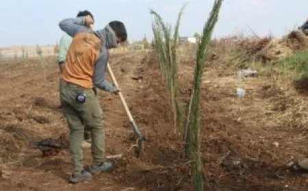 لزيادة المساحات الخضراء. الجهود مستمرة في إقليم الجزيرة