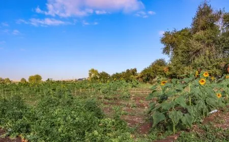 بعد الهطولات المطرية... مشاهد من الجزيرة