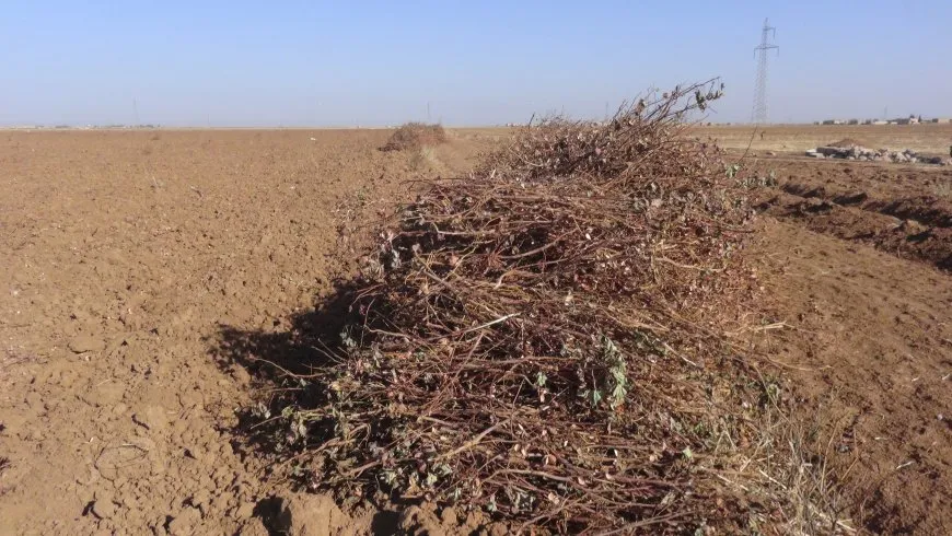 أعواد القطن.. الحلّ البديل هذا العام للتدفئة في الشتاء لجانب الخَبْز