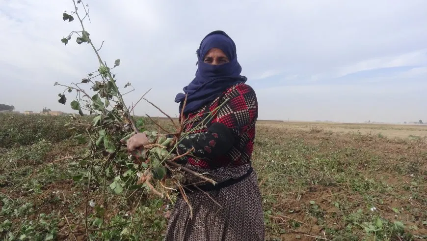 أعواد القطن.. الحلّ البديل هذا العام للتدفئة في الشتاء لجانب الخَبْز