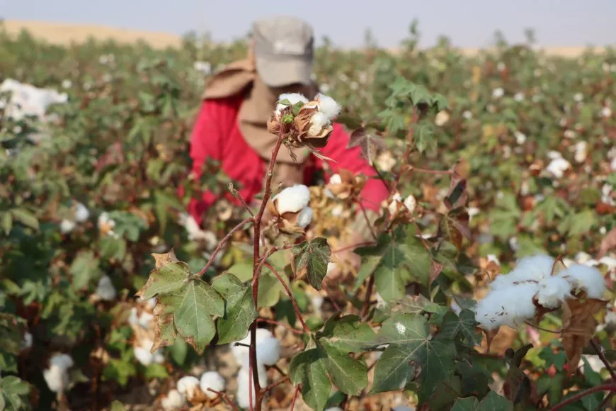 مزارعو القطن يواجهون أسعاراً تختلف عن المحددة ويطالبون بالمراقبة