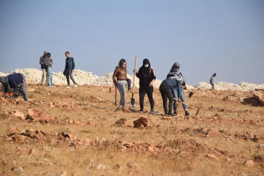 زراعة بذار ألفي شجرة بلوط في كوباني