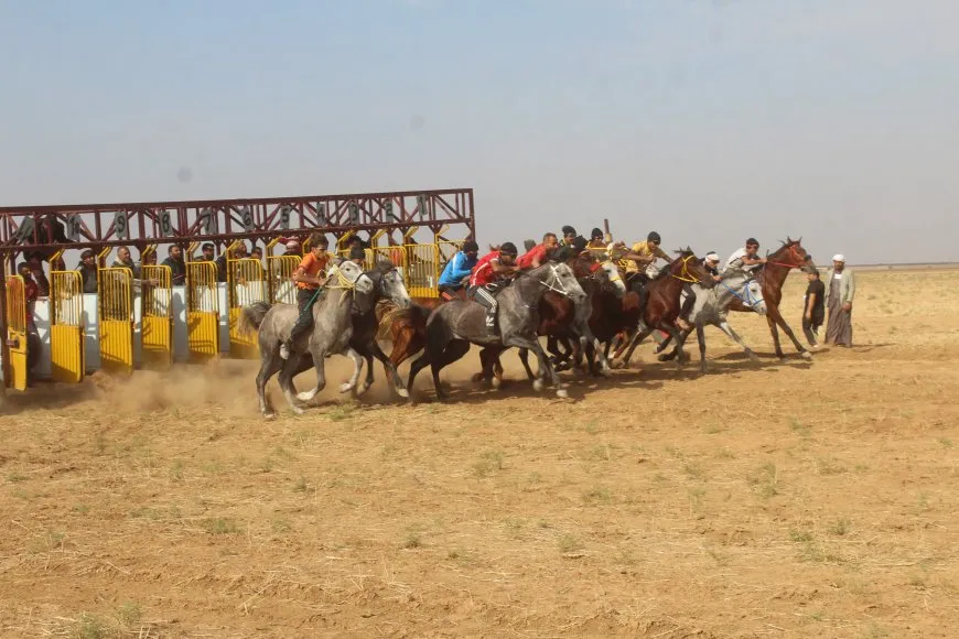 بمشاركة 70 خيلاً مهرجان للخيول العربية الأصيلة