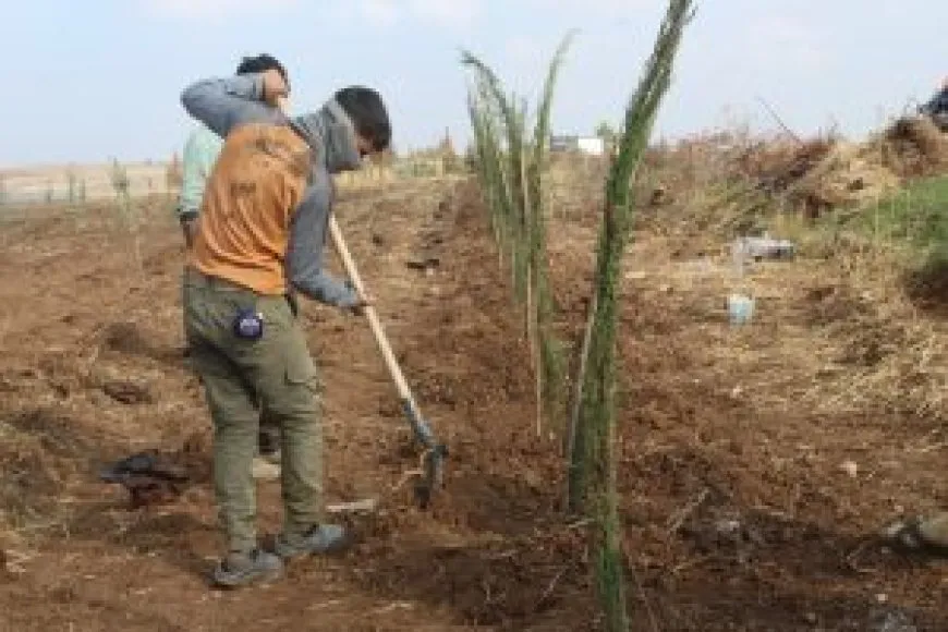 لزيادة المساحات الخضراء. الجهود مستمرة في إقليم الجزيرة