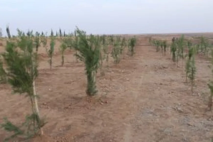 لزيادة المساحات الخضراء. الجهود مستمرة في إقليم الجزيرة