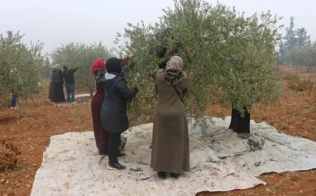 اقتصاد المرأة في منبج يبدأ بجني ثمار محصوله