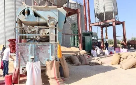 إكثار البذار توزع  7 آلاف طن من البذار على المزارعين المتعاقدين معها